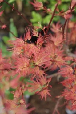 Japanse Esdoorn (Acer Palmatum 'Wilson's Pink Dwarf') -OL Planten Winkel acer wilsons pink dwarf 3 1