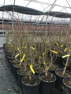 Japanse Esdoorn (Acer Palmatum 'Summer Gold') -OL Planten Winkel acersummergold