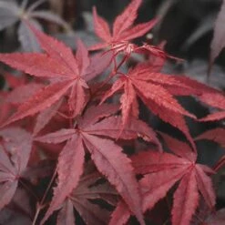 Japanse Esdoorn (Acer Palmatum 'Atropurpureum') -OL Planten Winkel acpatrop 9