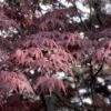 Japanse Esdoorn (Acer Palmatum 'Bloodgood') -OL Planten Winkel acpblood 12