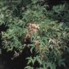 Japanse Esdoorn (Acer Palmatum 'Butterfly') -OL Planten Winkel acpbutte 8
