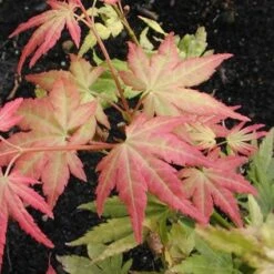 Japanse Esdoorn (Acer Palmatum 'Orange Dream') -OL Planten Winkel acpodrea 4 1