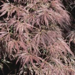 Japanse Esdoorn (Acer Palmatum 'Ornatum') -OL Planten Winkel acpornat 11 1