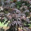 Japanse Esdoorn (Acer Palmatum 'Trompenburg') -OL Planten Winkel acptromp 5