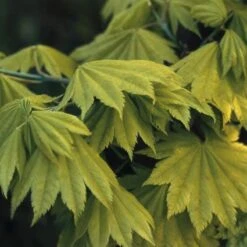 Japanse Esdoorn (Acer Shirasawanum 'Aureum') -OL Planten Winkel acsaureu 8