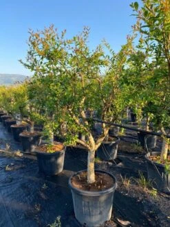 Granaatappel Als Solitair (Punica Granatum) -OL Planten Winkel aed72ac1 ffcb 410b 8ae2 1a7969aa5a9c
