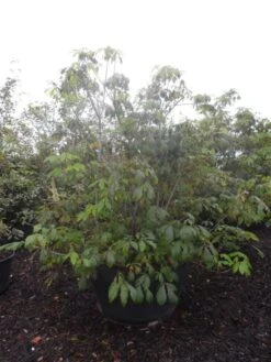 Herfstpaardenkastanje (Aesculus Parviflora) -OL Planten Winkel aesculus parviflora 175 200 250 c500