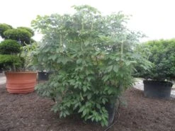 Herfstpaardenkastanje (Aesculus Parviflora) -OL Planten Winkel aesculus parviflora 250 300 c1000