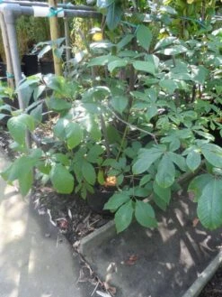 Herfstpaardenkastanje (Aesculus Parviflora) -OL Planten Winkel aesculus parviflora 60 80 c7 10