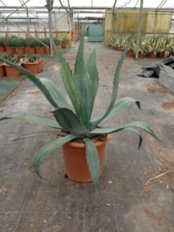Agave (Agave Americana) -OL Planten Winkel agave americana c12