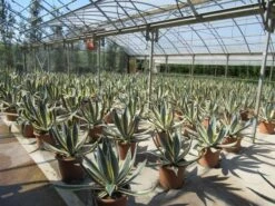 Agave (Agave Americana 'Variegata') 15 Agave (Agave Americana 'Variegata') -OL Planten Winkel agave americana variegata