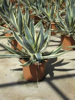Agave (Agave Americana 'Variegata') 12 Agave (Agave Americana 'Variegata') -OL Planten Winkel agave americana variegata 2