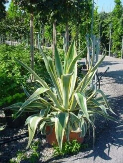 Agave (Agave Americana 'Variegata') 11 Agave (Agave Americana 'Variegata') -OL Planten Winkel agave americana variegata 4