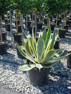 Agave (Agave Americana 'Variegata') 13 Agave (Agave Americana 'Variegata') -OL Planten Winkel agave americana variegata 4 1