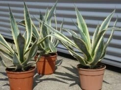 Agave (Agave Americana 'Variegata') 14 Agave (Agave Americana 'Variegata') -OL Planten Winkel agave americana variegata 5