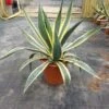 Agave (Agave Americana 'Variegata') -OL Planten Winkel agave americana variegata c12