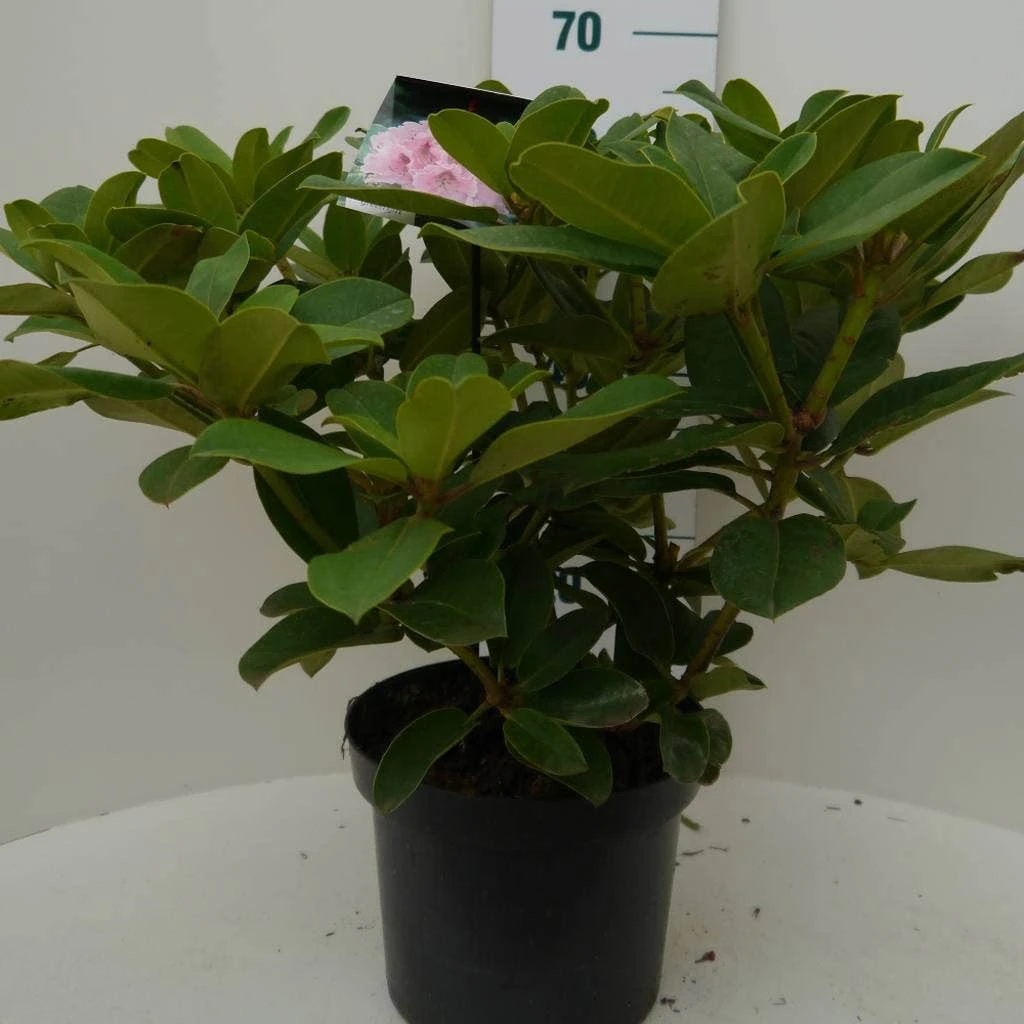 Rhododendron (Rhododendron 'Albert Schweitzer') 4 Rhododendron (Rhododendron 'Albert Schweitzer') - Afbeelding 2