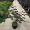 Albizia Als Struik (Albizia Julibrissin ‘Evey’s Pride’) -OL Planten Winkel albizia julibr. evey s pride c20 1 1
