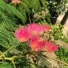 Perzische Slaapboom Als Struik (Albizia Julibrissin 'Ombrella') -OL Planten Winkel albizia julibr. ombrella