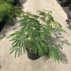Perzische Slaapboom Als Struik (Albizia Julibrissin 'Ombrella') -OL Planten Winkel albizia julibr. ombrella c20 1