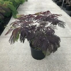 Perzische Slaapboom Als Struik (Albizia 'Summer Chocolate') -OL Planten Winkel albizia julibr. summer chocolate c20