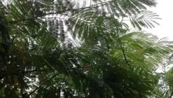 Perzische Slaapboom Als Struik (Albizia Julibrissin) -OL Planten Winkel albizia julibrissin blad