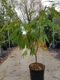 Perzische Slaapboom Als Struik (Albizia Julibrissin 'Ombrella') -OL Planten Winkel albizia ombrella
