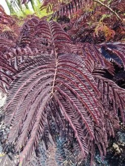 Perzische Slaapboom Als Struik (Albizia 'Summer Chocolate') -OL Planten Winkel albizia summer chocalate 125cm 2