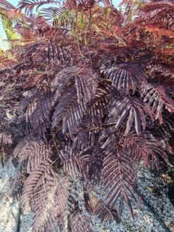 Perzische Slaapboom Als Struik (Albizia 'Summer Chocolate') -OL Planten Winkel albizia summer chocalate 125cm 3