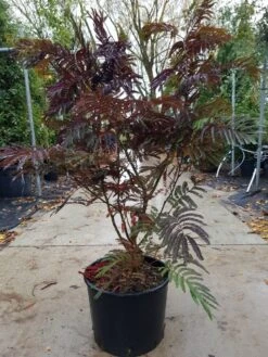 Perzische Slaapboom Als Struik (Albizia 'Summer Chocolate') -OL Planten Winkel albizia summer chocolate