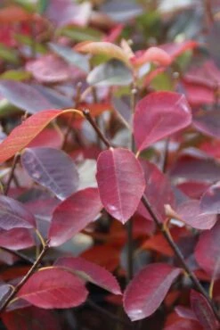 Krentenboom (Amelanchier Laevis 'Ballerina') -OL Planten Winkel amelanchier ballerina 2