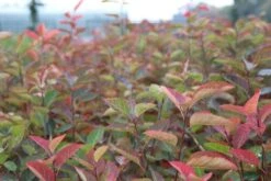 Krentenboom Als Struik (Amelanchier Lamarckii) 13 Krentenboom Als Struik (Amelanchier Lamarckii) -OL Planten Winkel amelanchier lamarckii 2 1