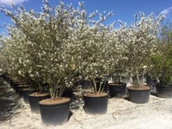 Meerstammige Krentenboom (Amelanchier Lamarckii)