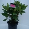 Rhododendron (Rhododendron 'American Beauty') -OL Planten Winkel american beauty c5 voor 1