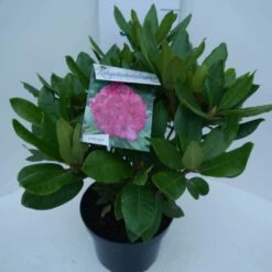 Rhododendron (Rhododendron 'American Beauty') -OL Planten Winkel american beauty c5 zij
