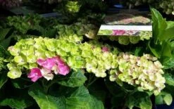 Hortensia (Hydrangea 'Magical Jewel Pink') -OL Planten Winkel amethyst01c 2