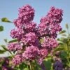 Sering (Syringa Vulgaris 'Andenken An Ludwig Spath') -OL Planten Winkel andenken an ludwig spath 1 1