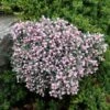 Lavendelheide (Andromeda Polifolia 'Blue Ice') -OL Planten Winkel andromeda blue ice