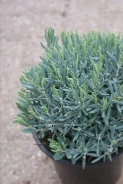Lavendelheide (Andromeda Polifolia 'Blue Ice') -OL Planten Winkel andromeda polifolia blue ice 3
