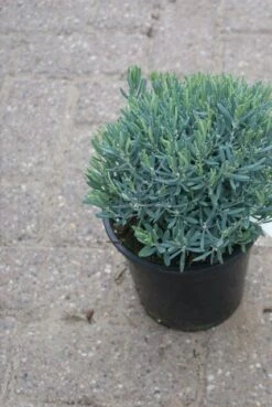 Lavendelheide (Andromeda Polifolia 'Blue Ice') -OL Planten Winkel andromeda polifolia blue ice 4