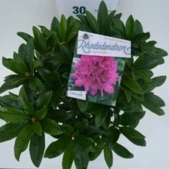 Rhododendron (Rhododendron 'Anah Kruschke') -OL Planten Winkel annah kruschke c5 boven 1