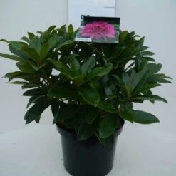 Rhododendron (Rhododendron 'Anah Kruschke') -OL Planten Winkel annah kruschke c5 voor