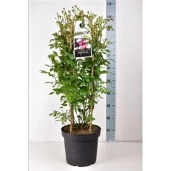 Klimroos (Rosa 'Anna's Pink Rambler') -OL Planten Winkel annaspinkrambler02