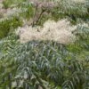 Duivelswandelstok (Aralia Elata) -OL Planten Winkel aralia elata