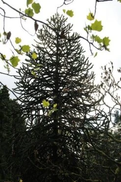 Apeboom (Araucaria Araucana) 25 Apeboom (Araucaria Araucana) -OL Planten Winkel araucaria araucana 1