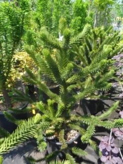 Apeboom (Araucaria Araucana) 27 Apeboom (Araucaria Araucana) -OL Planten Winkel araucaria araucana 100 125 150 1