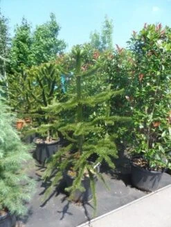 Apeboom (Araucaria Araucana) 30 Apeboom (Araucaria Araucana) -OL Planten Winkel araucaria araucana 150 175 1