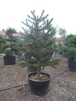 Apeboom (Araucaria Araucana) 26 Apeboom (Araucaria Araucana) -OL Planten Winkel araucaria araucana 225 250 1