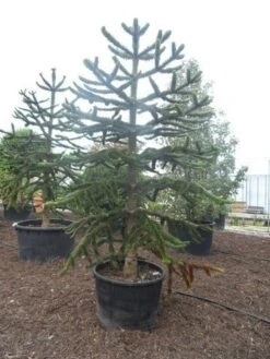 Apeboom (Araucaria Araucana) 31 Apeboom (Araucaria Araucana) -OL Planten Winkel araucaria araucana 275 300 1