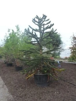 Apeboom (Araucaria Araucana) 29 Apeboom (Araucaria Araucana) -OL Planten Winkel araucaria araucana 275 300 2 1